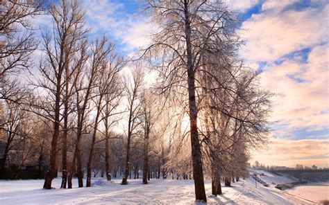 壁纸 冬天的雪寒霜冻树 2560x1600 Hd 高清壁纸 图片 照片