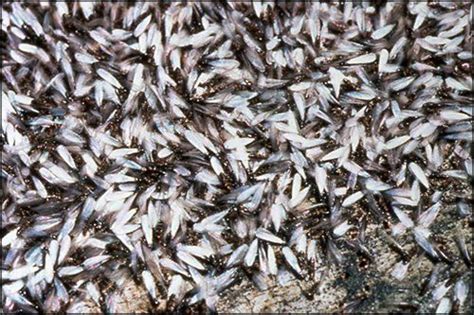 Welcome to 4 seasons pest management. It's termite swarm season. Be on the lookout!! | Termite ...