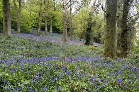 Bluebell Wood Stock Image E6400800 Science Photo Library
