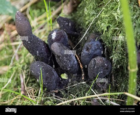Xylaria Polymorpha Dead Mans Fingers Thetford Forest Norfolk Uk