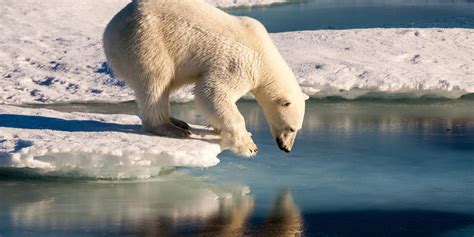 Climate Change Arctic Polar Bears May Be Extinct By 2100