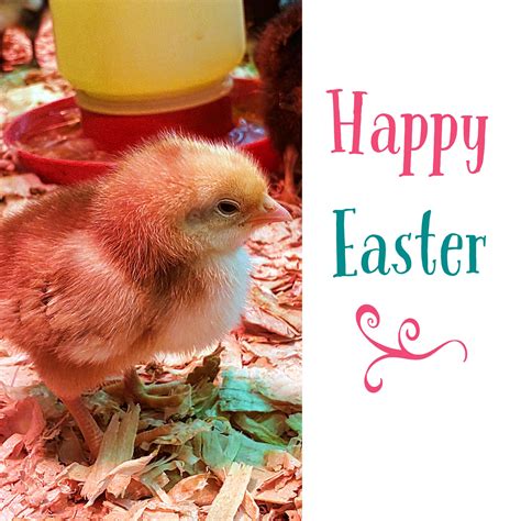 Happy Easter Free Stock Photo Public Domain Pictures