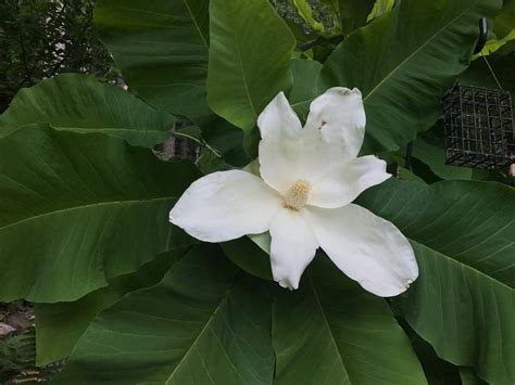 Magnolia Macrophylla Big Leaf Magnolia Has Magnificent Blooms In May