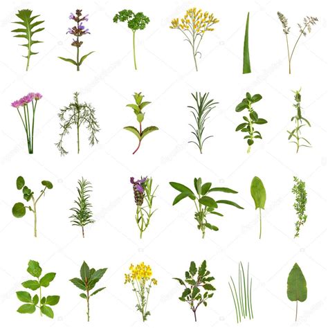 Herb Leaf And Flower Collection — Stock Photo © Marilyna 1986546