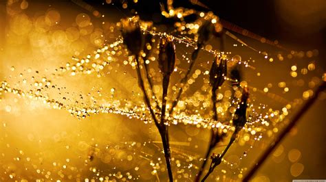 Wallpaper Sunlight Night Nature Reflection Plants Water Drops
