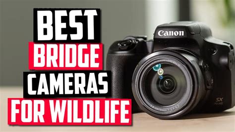 An easy, unexpected gift for photographers who already have all the equipment in the world is a smartphone app. Best Bridge Camera For Wildlife Photography in 2020 [Top 5 ...