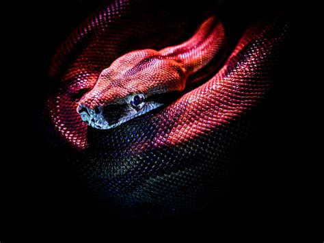 Can You Safely Suck Venom From A Snake Bite