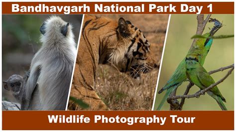 Wild Escapades Bandhavgarh National Park Episode Unveiling The