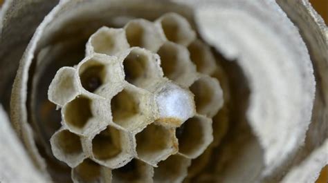 Women Are Increasingly Using Wasp Nests To Tighten Vagina