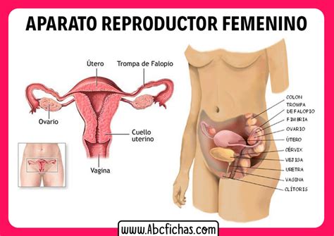 Anatomía del Aparato Reproductor Femenino