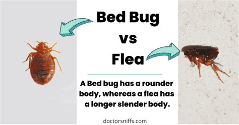Fleas Vs Bed Bugs Which One Do I Have