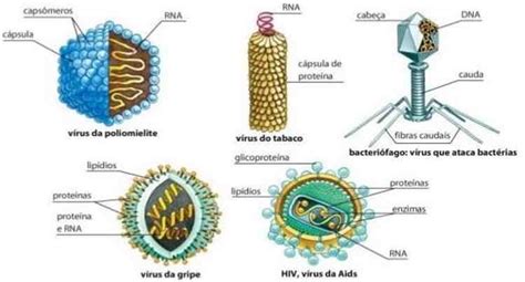 Quais São As Principais Estruturas Virais Planeta Biologia