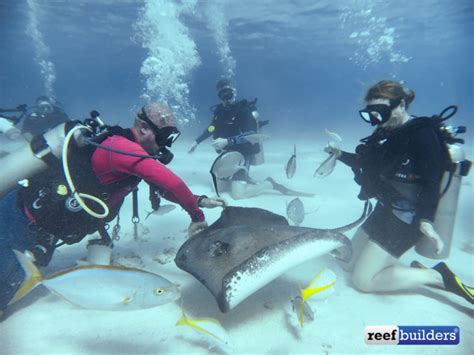 Scuba Diving With Stingrays In The Cayman Islands Reef Builders The