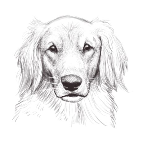 Dog Head Sketch By Firequill On Deviantart