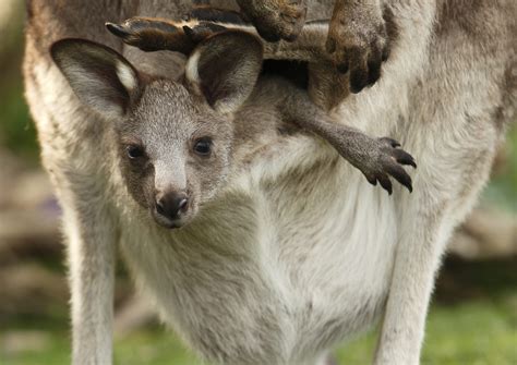 Eu Ban On Cruel Kangaroo Products Not In Sight Yet Animals Australia