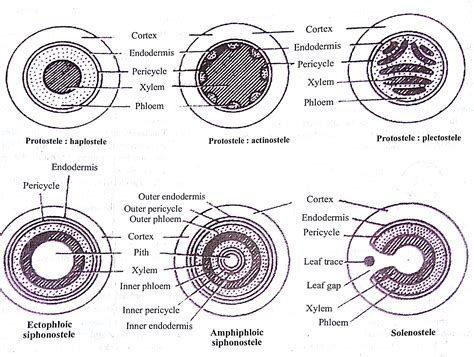 Stuck Here Help Me Understand Cortex Is The Region Found