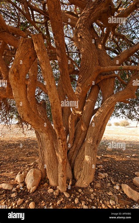 Jericho Balsam Tree Balanites Aegyptiaca In The Jordan Valley Stock