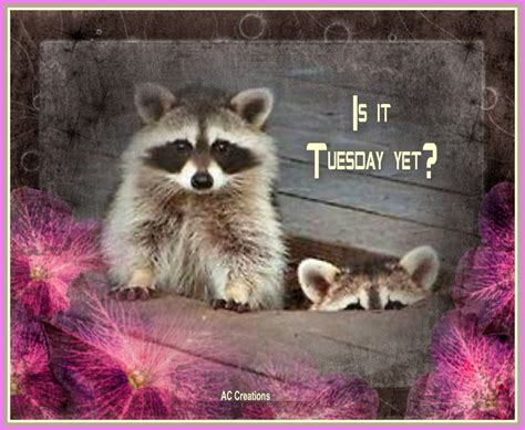 Is It Tuesday Yet Cute Animals Cute Raccoon Animals Beautiful