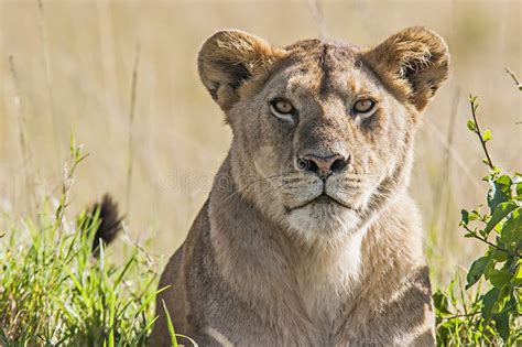 Lioness Panthera Leo Stock Image Image Of Head Grass 33347775