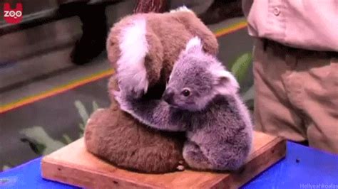 45 terbaru animation koala lucu