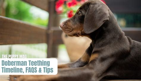 Doberman Teething Full Timeline Faqs And How To Help The Puppy Mag