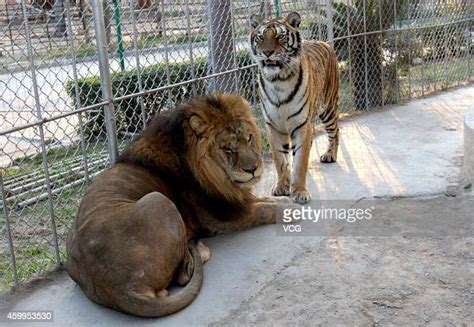 Six Year Old Male Lion Zhuang Zhuang And Four Year Old Female Tiger News Photo Getty Images