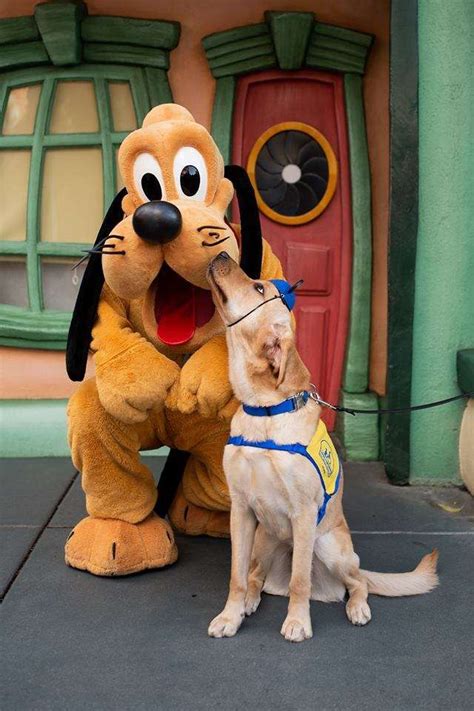 Adorable Dog Visits Disneyland And Meets All His Favorite Characters