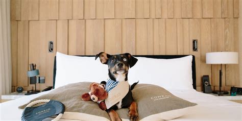 These Are The Best Pet Friendly Hotels In The West With Amazing Amenities
