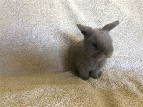 Pure Bred Baby Bunnies For Sale Farm And Garden By Owner Baby