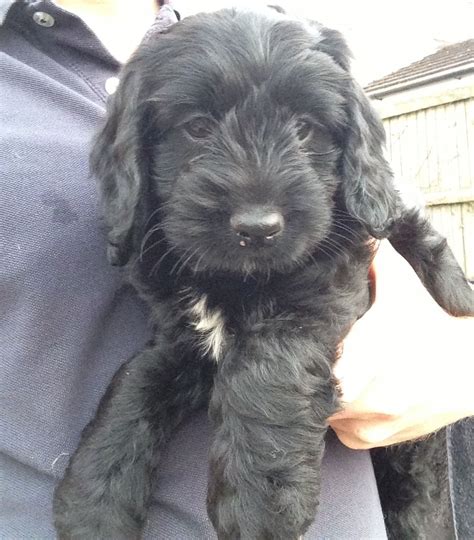 Look at pictures of cockapoo puppies who need a home. Black/white F2 Cockapoo puppy for sale | Chinnor ...