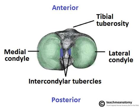 The Tibia Proximal Shaft Distal Teachmeanatomy