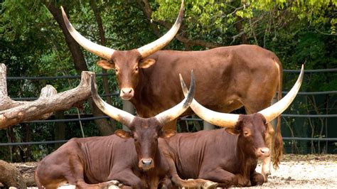 Ankole Cattle The Houston Zoo