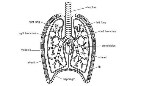 Gas Exchange In The Lungs Biology Resources Biology Anatomy And
