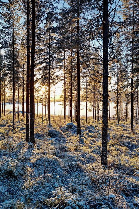 Golden Winter Sun Illuminating A Snowy Pine Forest Photograph By Ulrich