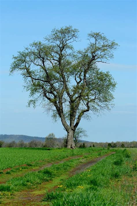 Lone Tree In A Field Stock Photo Image Of Field Tree 19418354