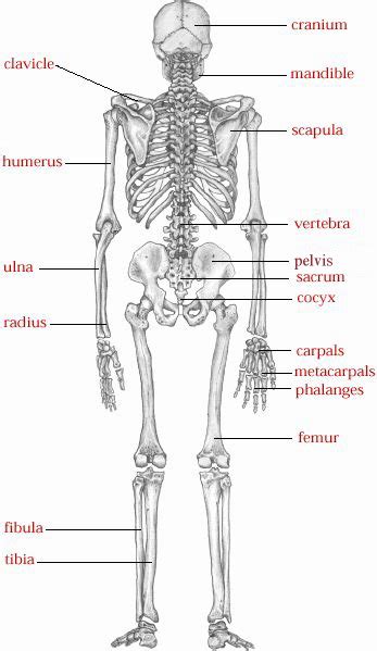 How to use backbone in a sentence. The femur is the thigh bone, the longest bone in the body...