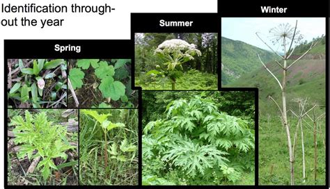 Giant Hogweed Control And Solutions From Invas Biosecurity Invasive