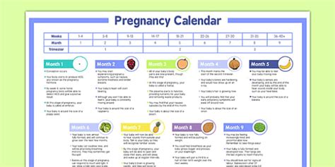Pregnancy Calendar Guide Teacher Made