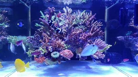 Floating Aquascape And Floating Reef With French Angelfish Pomacanthus