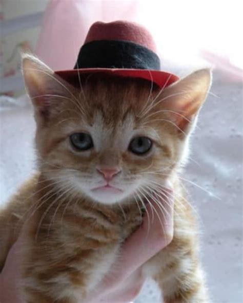 Fedora Hat Cat Cute Cats In Hats