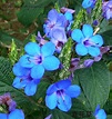 賞花情報: 紫藍色的花串-藍花仔