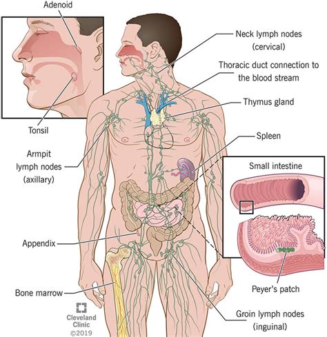 immune system parts and common problems