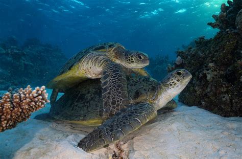 New Caledonia Expedition Turtle Lovin National Geographic Blog
