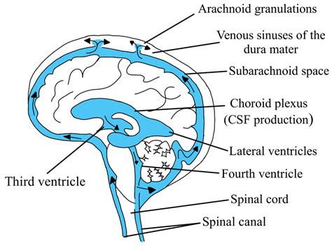 Cerebrospinal Fluid Circulation Pathway