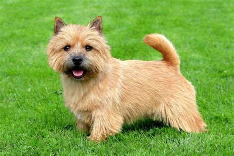 Jack grealish scored on his manchester city home. Norwich Terrier Dog Breed Info | LoveToKnow