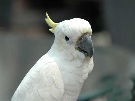 Insights White Parrot Wallpaper