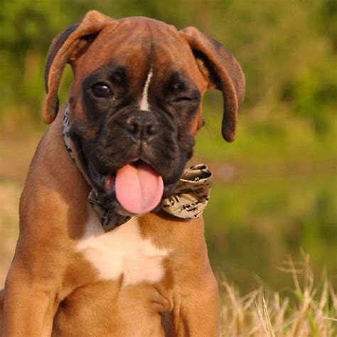 Beau Winking At You Boxer Boxer Love Cute Boxer Puppies Boxer Mom