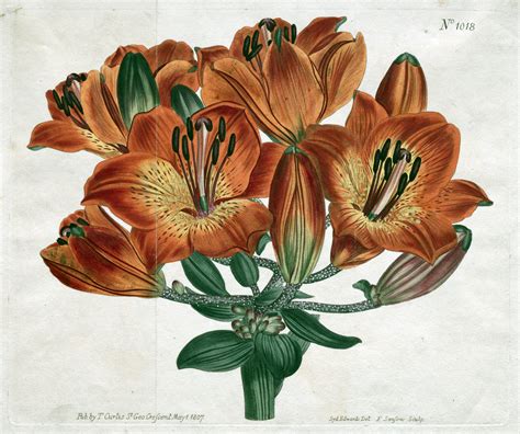 Vintage Botanical Prints 16 In A Series The Botanical Magazine Or
