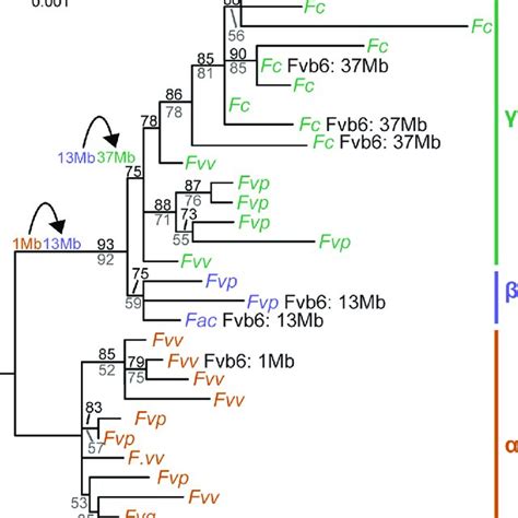 Model Of Sex Chromosome Evolution In Fragaria The Eight Homoeologs Of