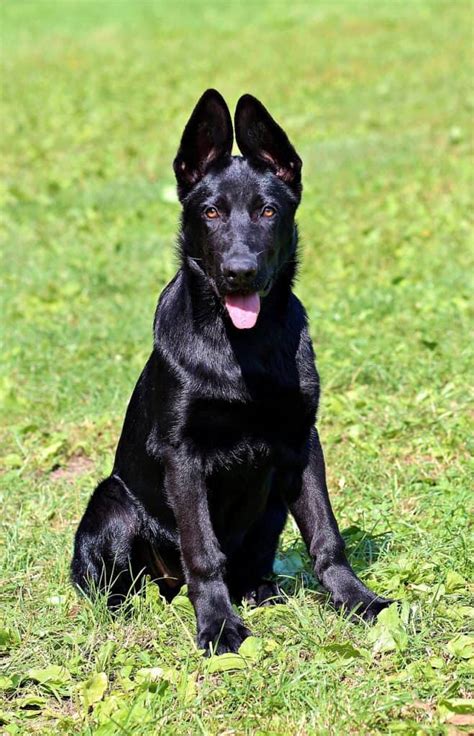 11 Fascinating Facts About The Black German Shepherd Your Dog Advisor